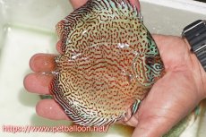画像2: 【サマーセール10%OFFクーポン番号（10）対象商品 】【ディスカス】【通販】【初入荷マレーシア屈指のファーム】スーパーキングバイパー【個体販売】14cm （生体）【マレーシア　PERMAI KENCANAディスカスファーム　Winson氏　】 (2)