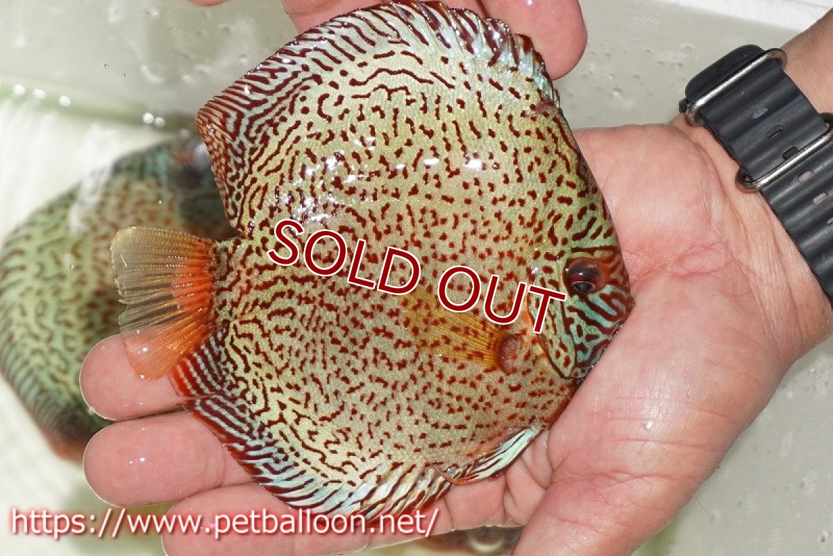 画像2: 【ディスカス】【通販】【初入荷マレーシア屈指のファーム】スーパーキングバイパー【個体販売】14cm （生体）【マレーシア　PERMAI KENCANAディスカスファーム　Winson氏　】 (2)
