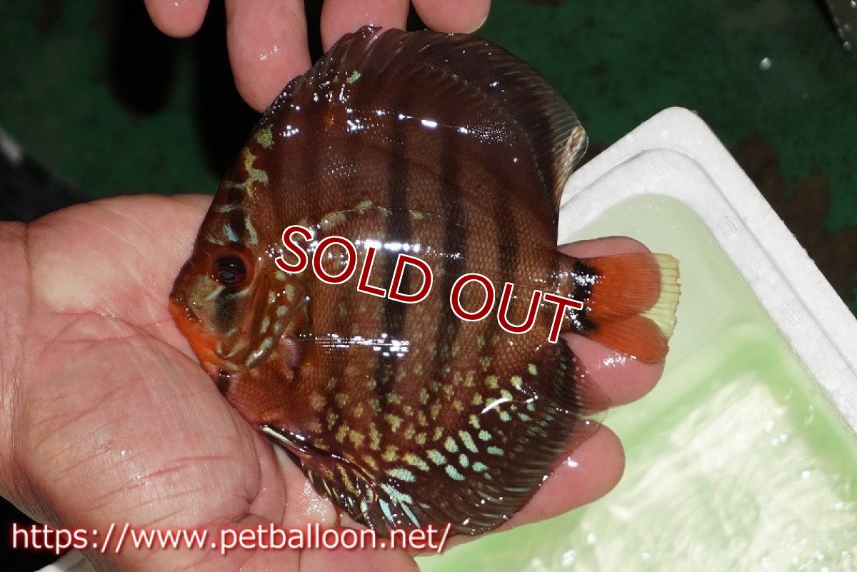 画像1: 【ウィンターセール クーポンご利用で更に10％OFF対象商品】【ディスカス】【通販】【初入荷マレーシア屈指のファーム】ワイルドロイヤルブルークロス（タイプレッド）【個体販売】12cm （生体）【マレーシア　PERMAI KENCANAディスカスファーム　Winson氏　】 (1)