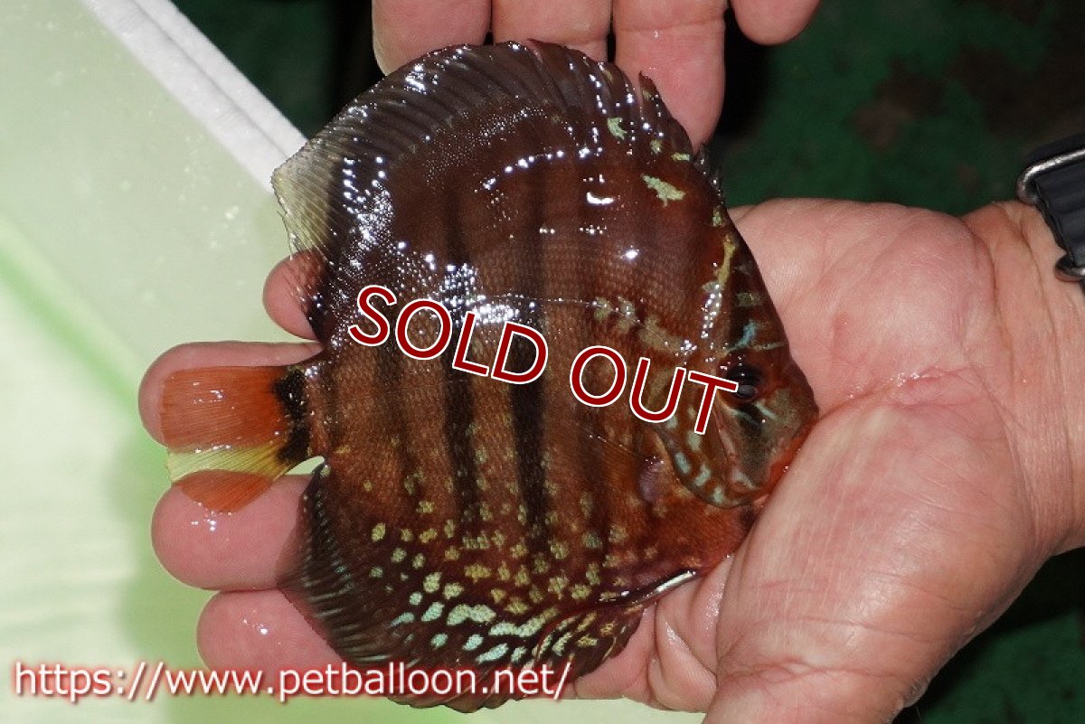 画像2: 【ウィンターセール クーポンご利用で更に10％OFF対象商品】【ディスカス】【通販】【初入荷マレーシア屈指のファーム】ワイルドロイヤルブルークロス（タイプレッド）【個体販売】12cm （生体）【マレーシア　PERMAI KENCANAディスカスファーム　Winson氏　】 (2)