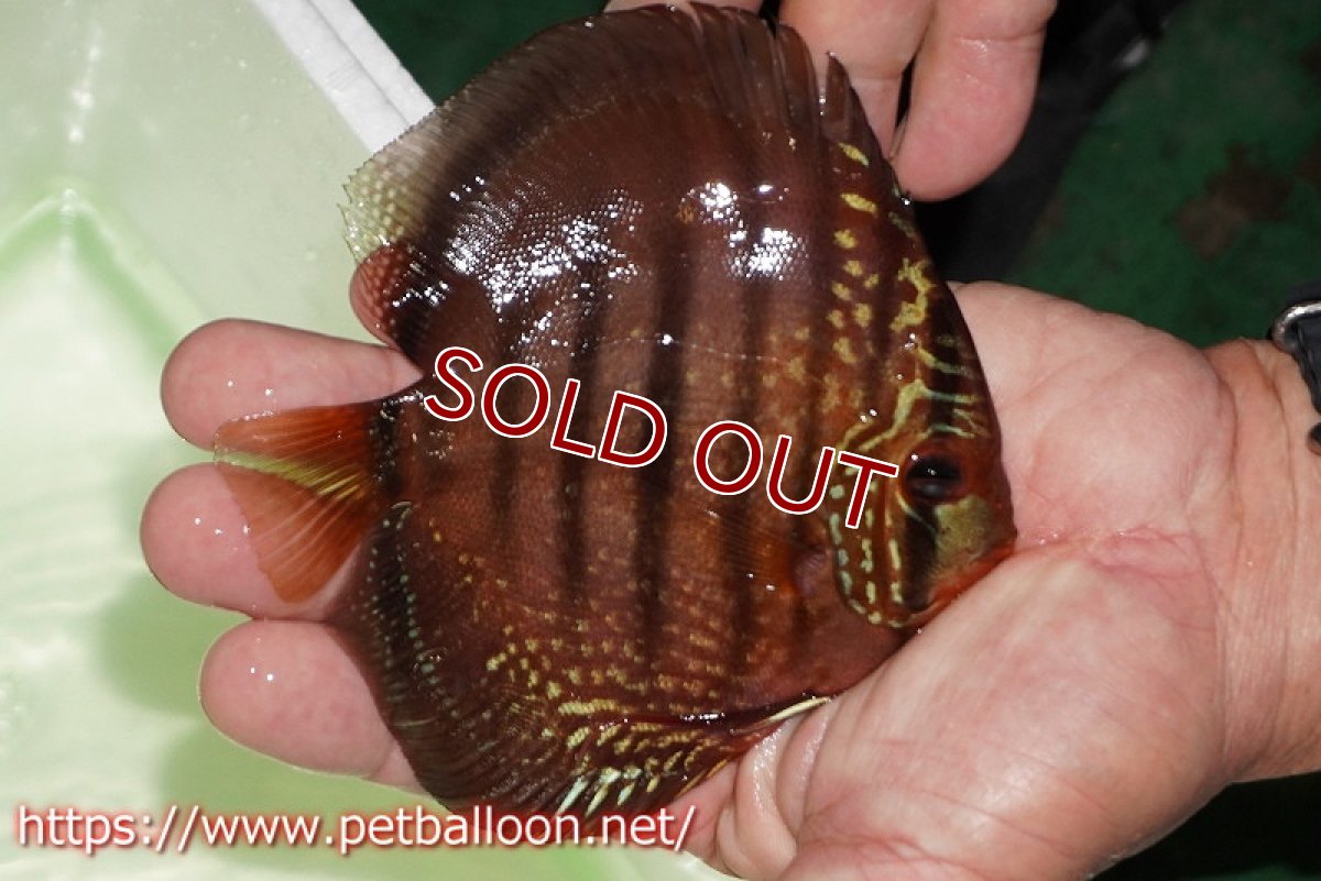 画像2: 【ディスカス】【通販】【初入荷マレーシア屈指のファーム】ワイルドロイヤルブルークロス（タイプレッド）【個体販売】12cm （生体）【マレーシア　PERMAI KENCANAディスカスファーム　Winson氏　】 (2)