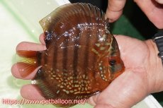 画像2: 【サマーセール10%OFFクーポン番号（10）対象商品 】【ディスカス】【通販】【初入荷マレーシア屈指のファーム】ワイルドロイヤルブルークロス（タイプレッド）【個体販売】12cm （生体）【マレーシア　PERMAI KENCANAディスカスファーム　Winson氏　】 (2)
