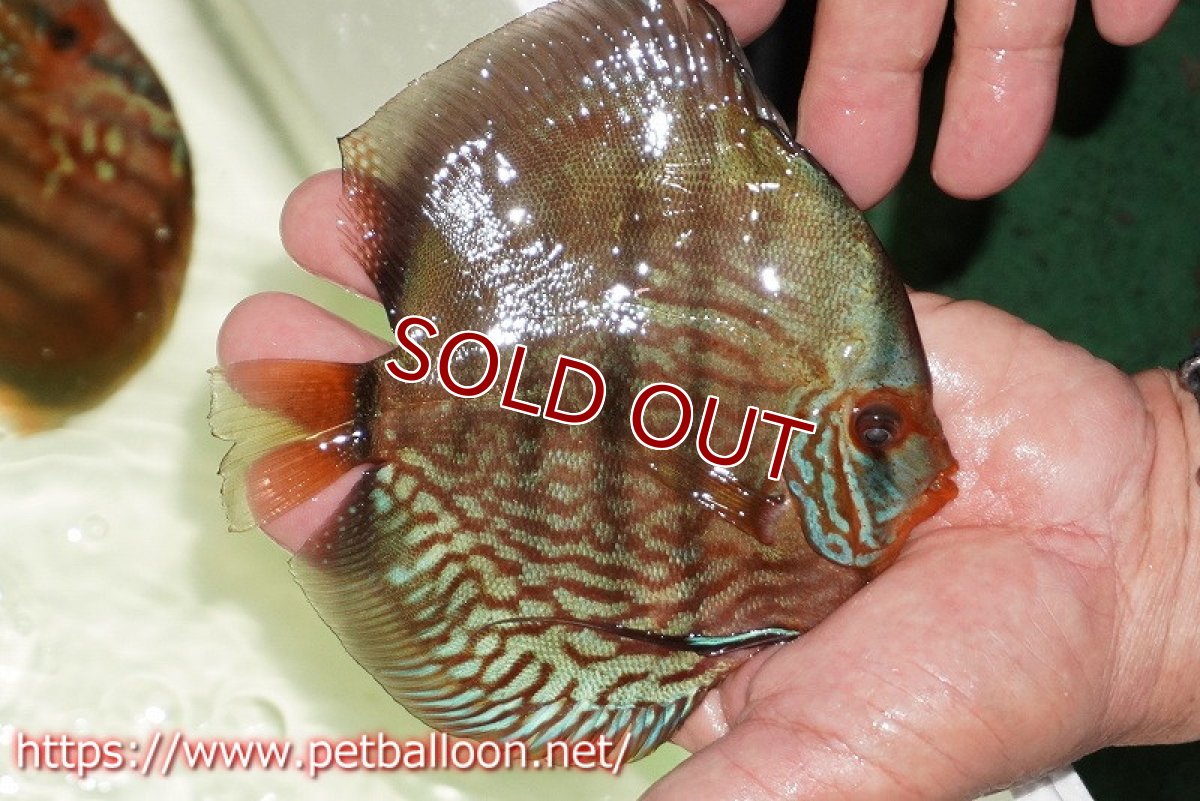 画像2: 【ディスカス】【通販】【初入荷マレーシア屈指のファーム】ワイルドロイヤルブルークロス（タイプレッド）【個体販売】12cm （生体）【マレーシア　PERMAI KENCANAディスカスファーム　Winson氏　】 (2)