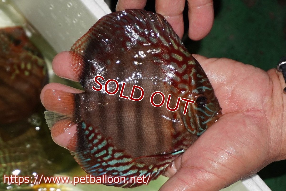 画像2: 【ディスカス】【通販】【初入荷マレーシア屈指のファーム】ワイルドロイヤルブルークロス（タイプレッド）【個体販売】12cm （生体）【マレーシア　PERMAI KENCANAディスカスファーム　Winson氏　】 (2)