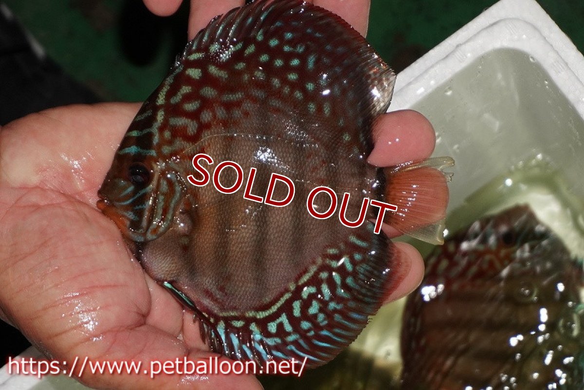 画像1: 【ウィンターセール クーポンご利用で更に10％OFF対象商品】【ディスカス】【通販】【初入荷マレーシア屈指のファーム】ワイルドロイヤルブルークロス（タイプレッド）【個体販売】12cm （生体）【マレーシア　PERMAI KENCANAディスカスファーム　Winson氏　】 (1)