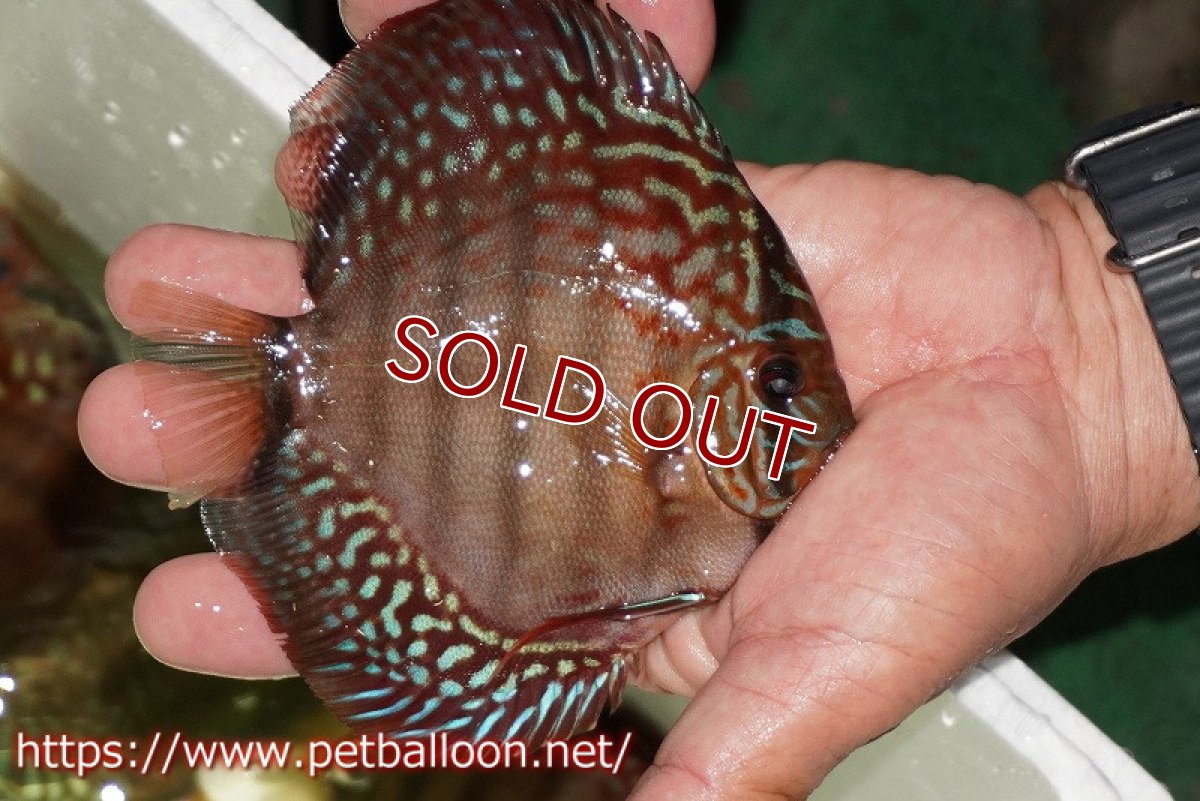 画像2: 【ウィンターセール クーポンご利用で更に10％OFF対象商品】【ディスカス】【通販】【初入荷マレーシア屈指のファーム】ワイルドロイヤルブルークロス（タイプレッド）【個体販売】12cm （生体）【マレーシア　PERMAI KENCANAディスカスファーム　Winson氏　】 (2)