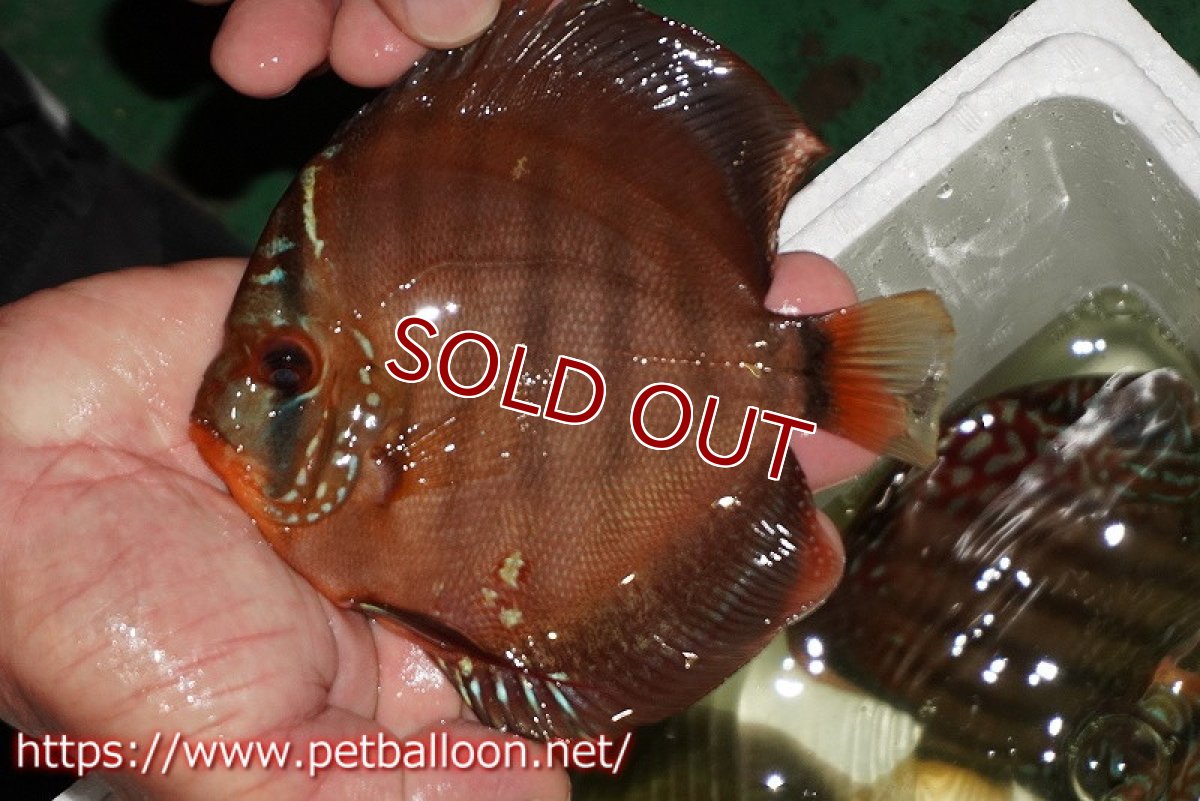 画像1: 【ウィンターセール クーポンご利用で更に10％OFF対象商品】【ディスカス】【通販】【初入荷マレーシア屈指のファーム】ワイルドロイヤルブルークロス（タイプレッド）【個体販売】12cm （生体）【マレーシア　PERMAI KENCANAディスカスファーム　Winson氏　】 (1)