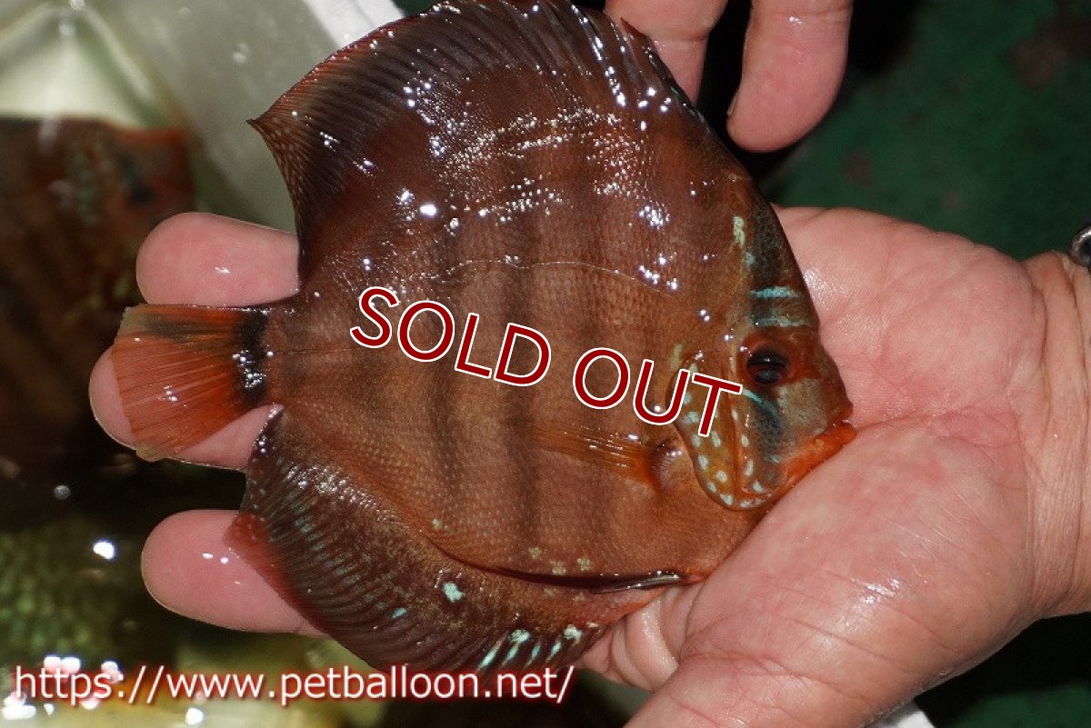 画像2: 【ウィンターセール クーポンご利用で更に10％OFF対象商品】【ディスカス】【通販】【初入荷マレーシア屈指のファーム】ワイルドロイヤルブルークロス（タイプレッド）【個体販売】12cm （生体）【マレーシア　PERMAI KENCANAディスカスファーム　Winson氏　】 (2)