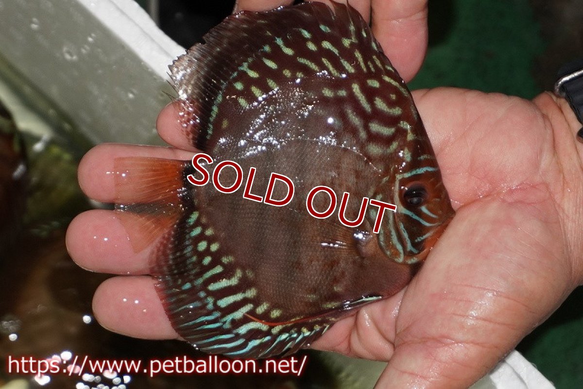 画像2: 【ディスカス】【通販】【初入荷マレーシア屈指のファーム】ワイルドロイヤルブルークロス（タイプレッド）【個体販売】12cm （生体）【マレーシア　PERMAI KENCANAディスカスファーム　Winson氏　】 (2)