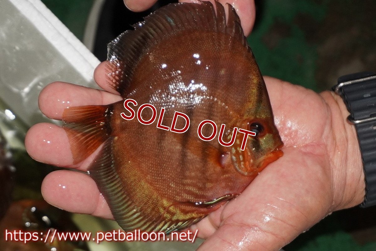 画像2: 【ディスカス】【通販】【初入荷マレーシア屈指のファーム】ワイルドロイヤルブルークロス（タイプレッド）【個体販売】12cm （生体）【マレーシア　PERMAI KENCANAディスカスファーム　Winson氏　】 (2)