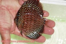 画像1: 【サマーセール10%OFFクーポン番号（10）対象商品 】【ディスカス】【通販】【初入荷マレーシア屈指のファーム】ハイボディレッドターコイズ【個体販売】10cm （生体）【マレーシア　PERMAI KENCANAディスカスファーム　Winson氏　】 (1)