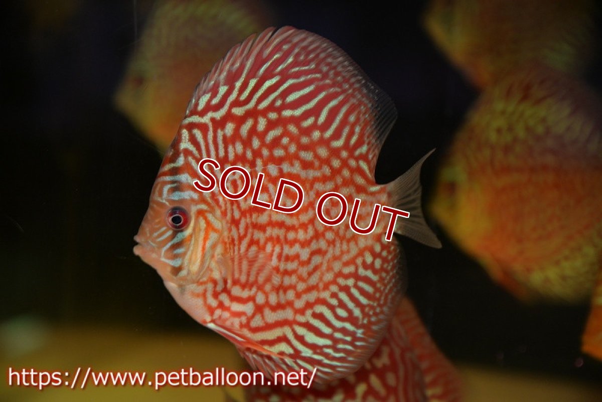 画像2: 【ディスカス】【通販】【初入荷マレーシア屈指のファーム】ハイボディレッドターコイズ【個体販売】10cm （生体）【マレーシア　PERMAI KENCANAディスカスファーム　Winson氏　】 (2)