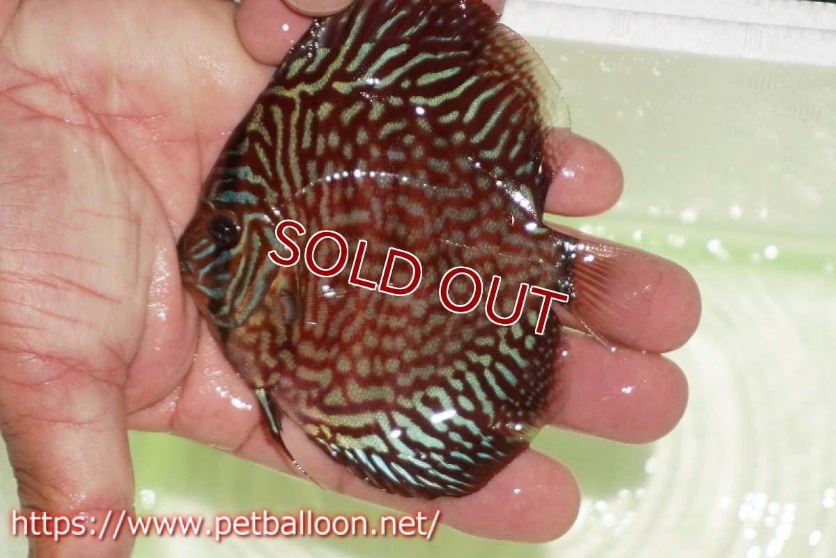 画像3: 【ディスカス】【通販】【初入荷マレーシア屈指のファーム】ハイボディレッドターコイズ【個体販売】10cm （生体）【マレーシア　PERMAI KENCANAディスカスファーム　Winson氏　】 (3)