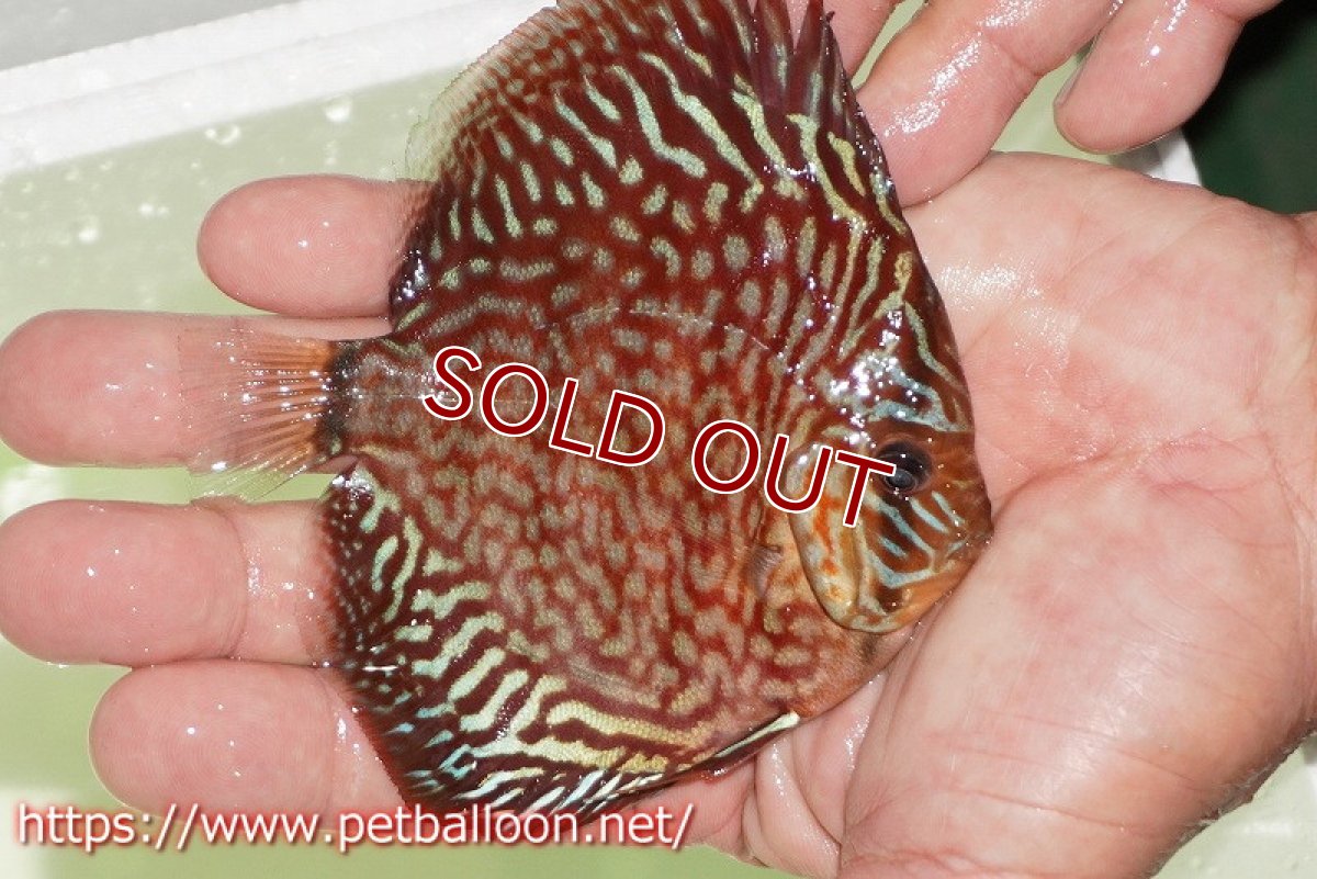 画像4: 【ディスカス】【通販】【初入荷マレーシア屈指のファーム】ハイボディレッドターコイズ【個体販売】10cm （生体）【マレーシア　PERMAI KENCANAディスカスファーム　Winson氏　】 (4)