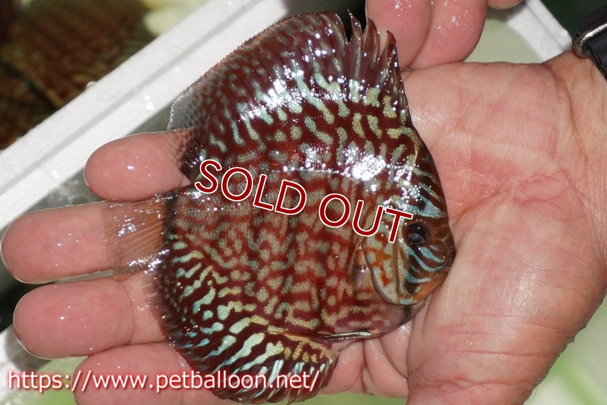 画像2: 【ディスカス】【通販】【初入荷マレーシア屈指のファーム】ハイボディレッドターコイズ【個体販売】10cm （生体）【マレーシア　PERMAI KENCANAディスカスファーム　Winson氏　】 (2)