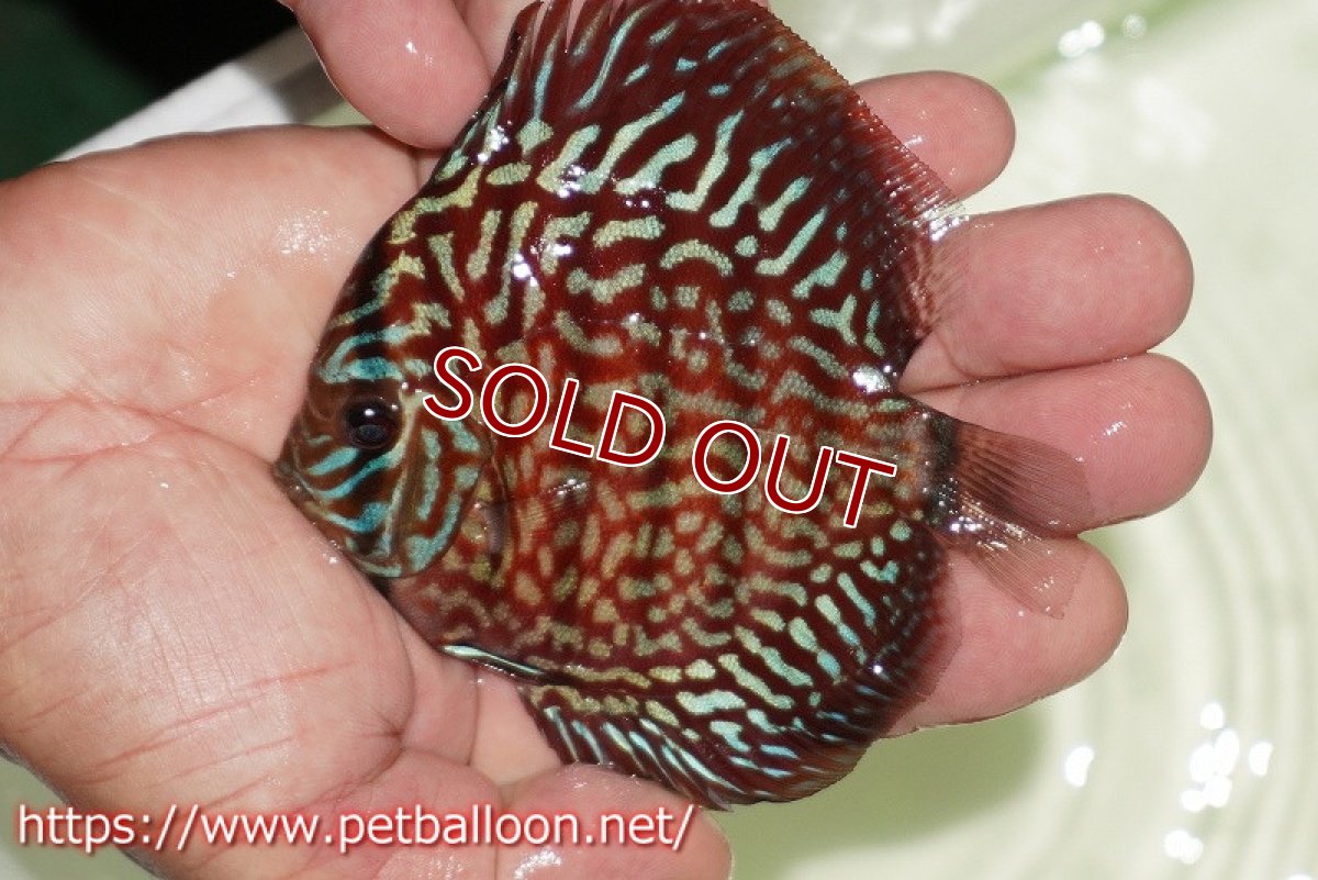 画像2: 【ディスカス】【通販】【初入荷マレーシア屈指のファーム】ハイボディレッドターコイズ【個体販売】10cm （生体）【マレーシア　PERMAI KENCANAディスカスファーム　Winson氏　】 (2)