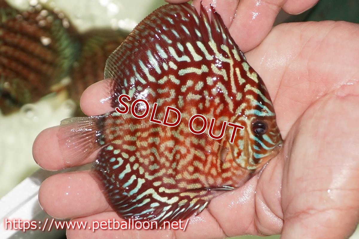 画像3: 【ディスカス】【通販】【初入荷マレーシア屈指のファーム】ハイボディレッドターコイズ【個体販売】10cm （生体）【マレーシア　PERMAI KENCANAディスカスファーム　Winson氏　】 (3)