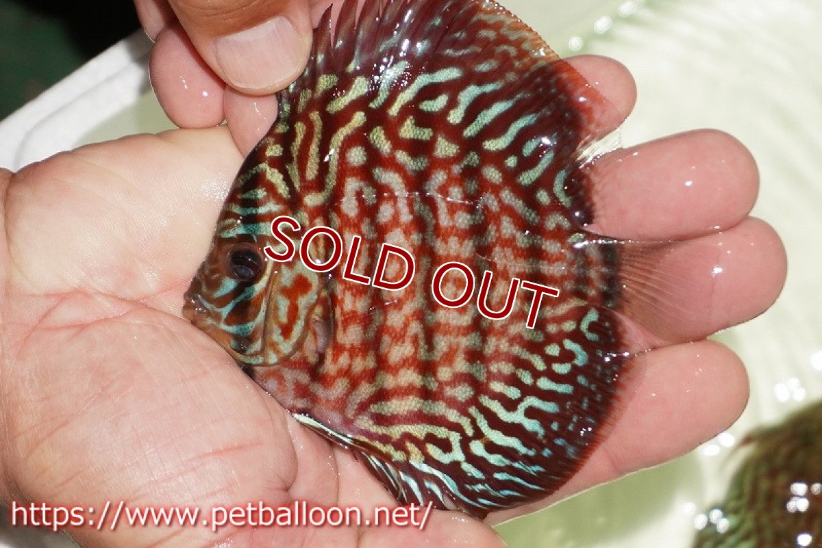 画像1: 【ディスカス】【通販】【初入荷マレーシア屈指のファーム】ハイボディレッドターコイズ【個体販売】10cm （生体）【マレーシア　PERMAI KENCANAディスカスファーム　Winson氏　】 (1)