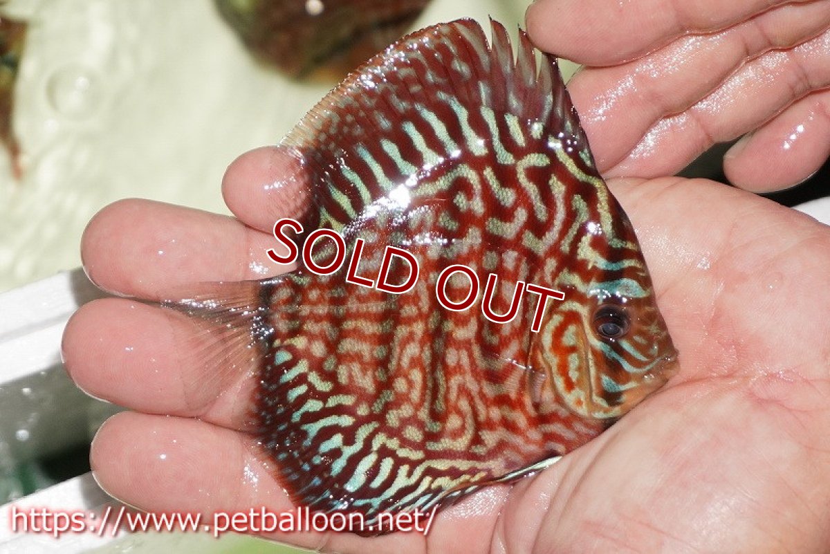 画像2: 【ディスカス】【通販】【初入荷マレーシア屈指のファーム】ハイボディレッドターコイズ【個体販売】10cm （生体）【マレーシア　PERMAI KENCANAディスカスファーム　Winson氏　】 (2)