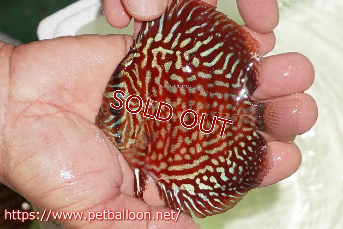 画像2: 【ディスカス】【通販】【初入荷マレーシア屈指のファーム】ハイボディレッドターコイズ【個体販売】10cm （生体）【マレーシア　PERMAI KENCANAディスカスファーム　Winson氏　】 (2)