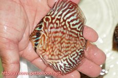 画像1: 【サマーセール10%OFFクーポン番号（10）対象商品 】【ディスカス】【通販】【初入荷マレーシア屈指のファーム】ハイボディレッドターコイズ【個体販売】10cm （生体）【マレーシア　PERMAI KENCANAディスカスファーム　Winson氏　】 (1)