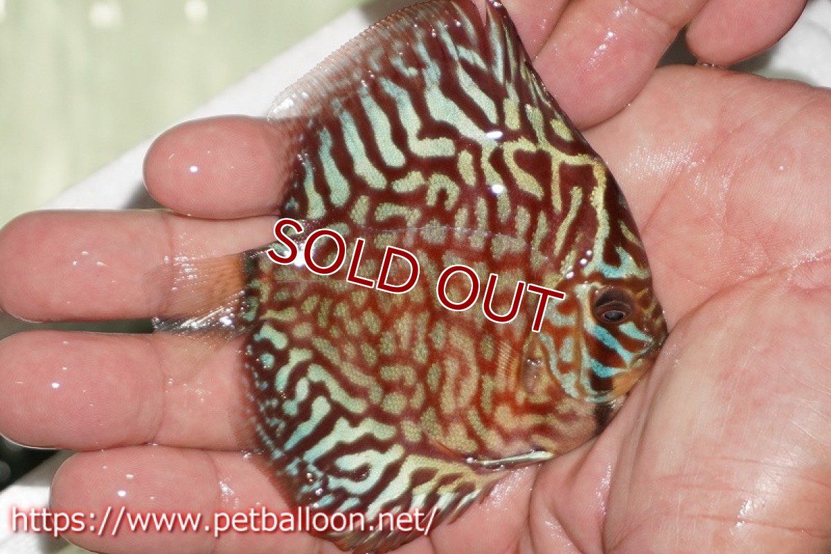 画像2: 【ディスカス】【通販】【初入荷マレーシア屈指のファーム】ハイボディレッドターコイズ【個体販売】10cm （生体）【マレーシア　PERMAI KENCANAディスカスファーム　Winson氏　】 (2)