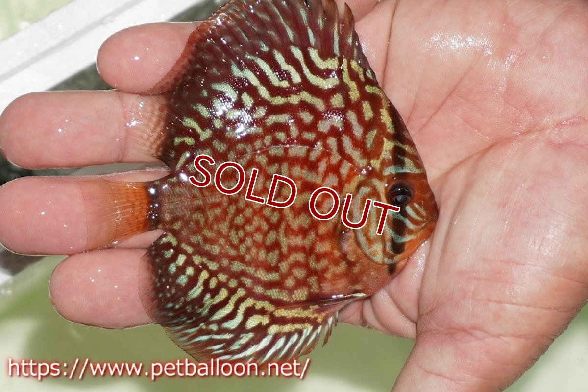 画像2: 【ディスカス】【通販】【初入荷マレーシア屈指のファーム】ハイボディレッドターコイズ【個体販売】10cm （生体）【マレーシア　PERMAI KENCANAディスカスファーム　Winson氏　】 (2)