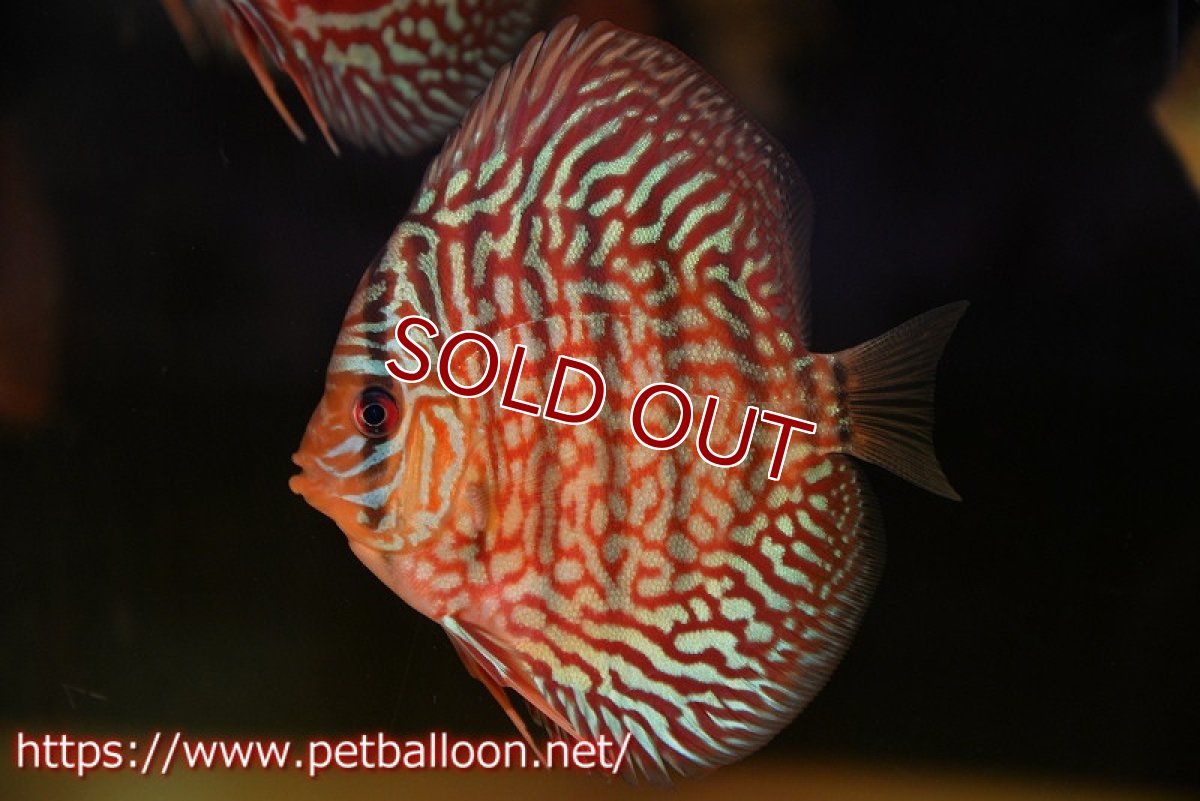 画像1: 【ディスカス】【通販】【初入荷マレーシア屈指のファーム】ハイボディレッドターコイズ【個体販売】10cm （生体）【マレーシア　PERMAI KENCANAディスカスファーム　Winson氏　】 (1)