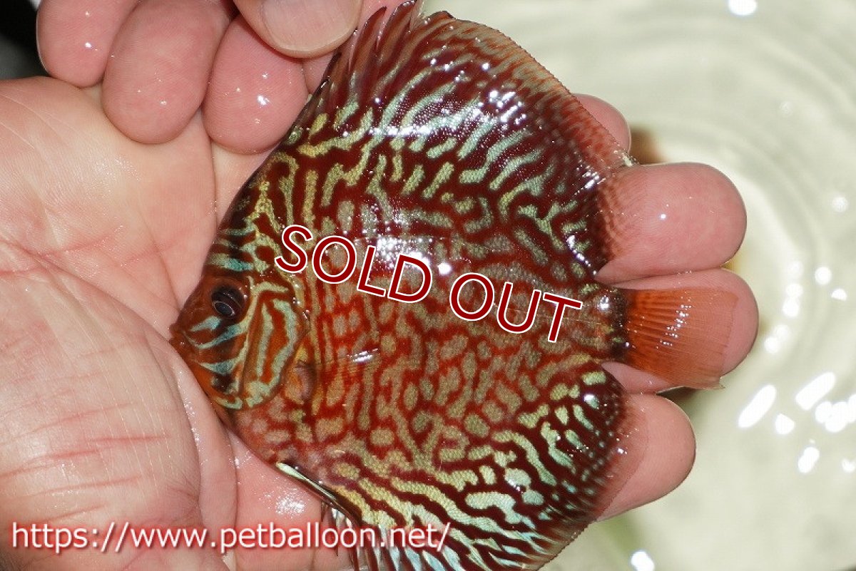 画像2: 【ディスカス】【通販】【初入荷マレーシア屈指のファーム】ハイボディレッドターコイズ【個体販売】10cm （生体）【マレーシア　PERMAI KENCANAディスカスファーム　Winson氏　】 (2)