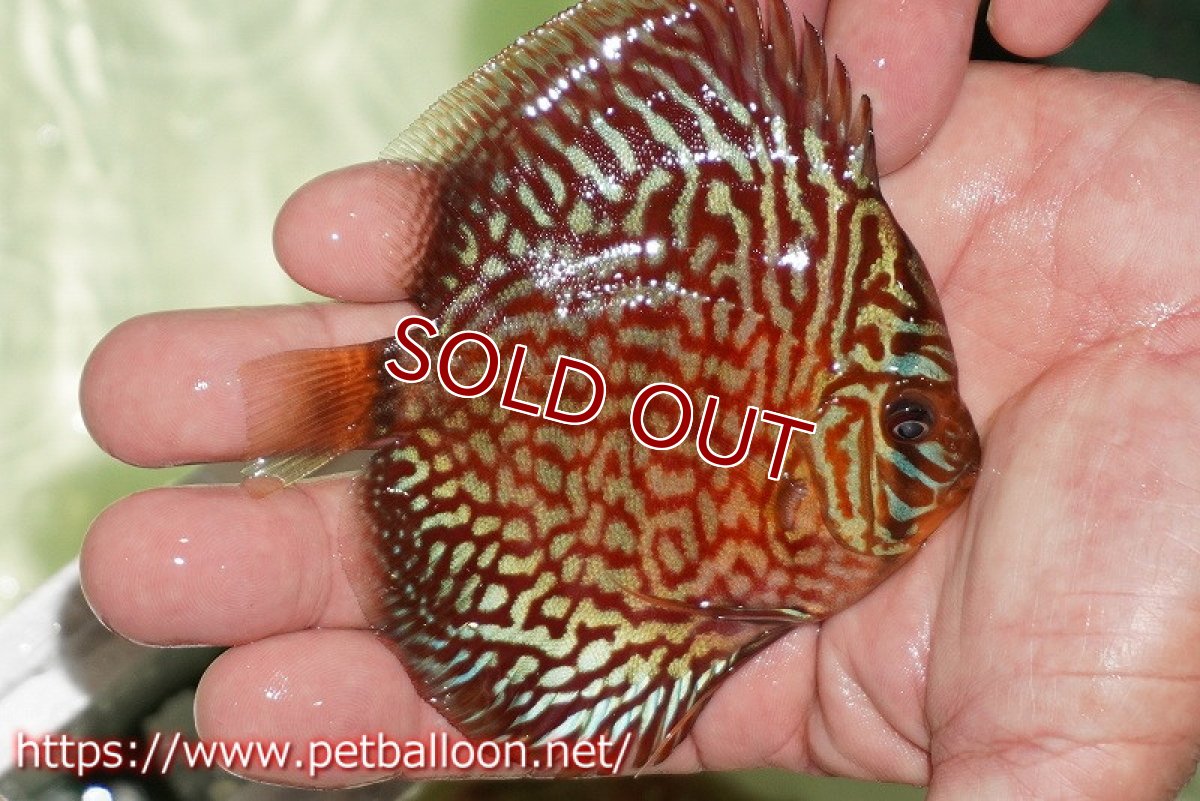 画像3: 【ディスカス】【通販】【初入荷マレーシア屈指のファーム】ハイボディレッドターコイズ【個体販売】10cm （生体）【マレーシア　PERMAI KENCANAディスカスファーム　Winson氏　】 (3)