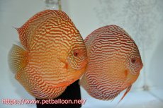 画像1: 【サマーセール10%OFFクーポン番号（10）対象商品 】【ディスカス】【通販】【産卵経験あり】アルタムスターライトレッドターコイズ（ハイフォーム）【個体ペア販売】16-17cm（生体）マレーシア　NAディスカスファーム (1)