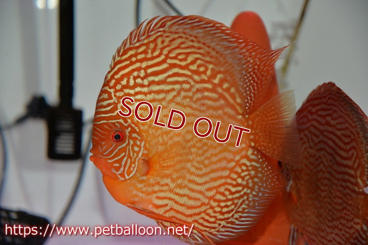 画像2: 【ディスカス】【通販】【産卵孵化経験あり】アルタムスターライトレッドターコイズ（ハイフォーム）【個体ペア販売】16-17cm（生体）マレーシア　NAディスカスファーム (2)