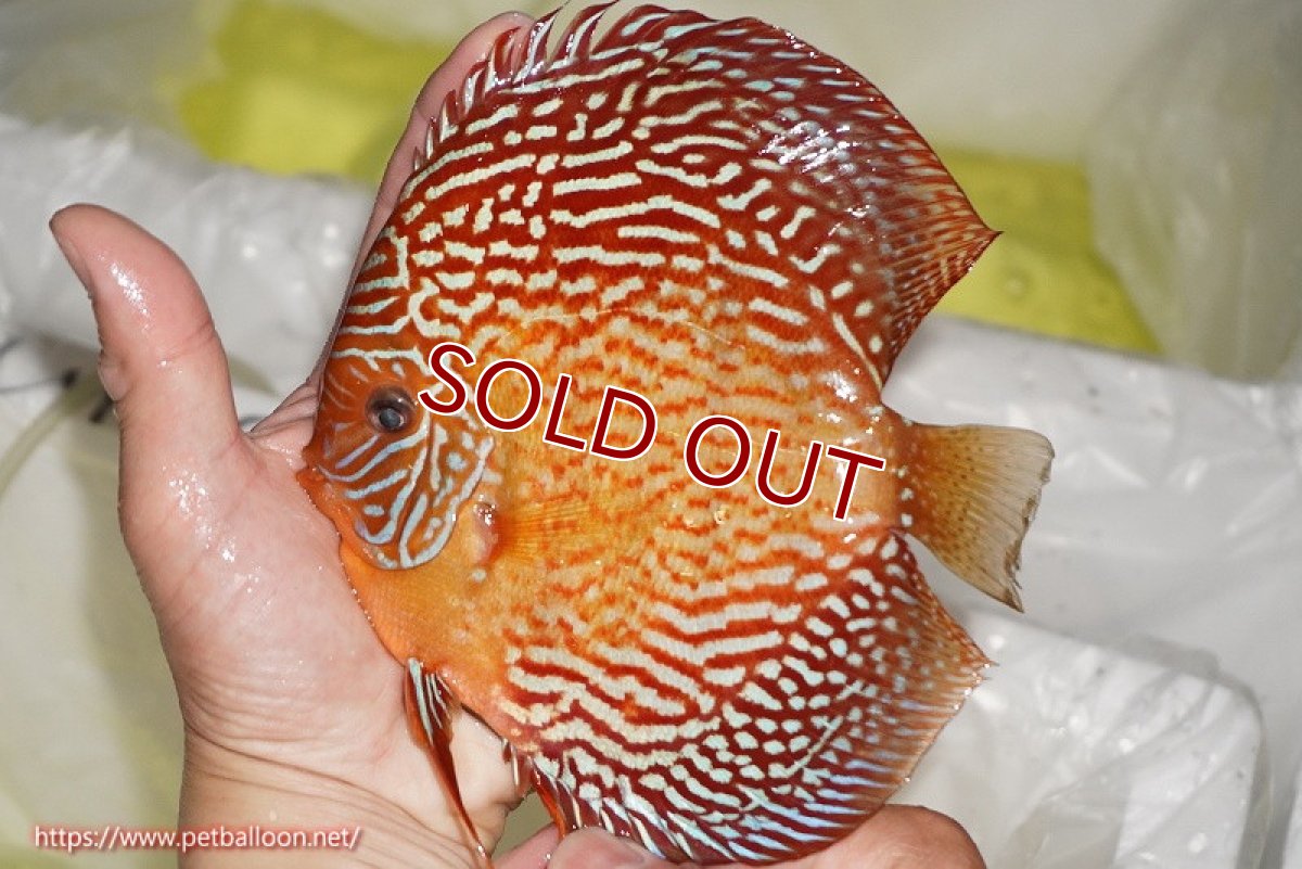 画像3: 【ディスカス】【通販】【産卵孵化経験あり】アルタムスターライトレッドターコイズ（ハイフォーム）【個体ペア販売】16-17cm（生体）マレーシア　NAディスカスファーム (3)