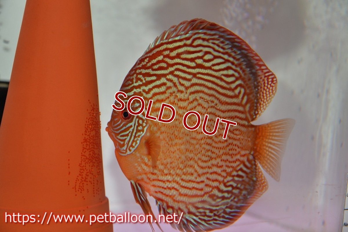 画像5: 【ディスカス】【通販】【産卵孵化経験あり】アルタムスターライトレッドターコイズ（ハイフォーム）【個体ペア販売】16-17cm（生体）マレーシア　NAディスカスファーム (5)