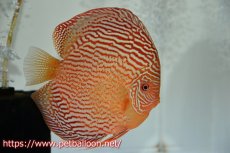 画像5: 【サマーセール10%OFFクーポン番号（10）対象商品 】【ディスカス】【通販】【産卵経験あり】アルタムスターライトレッドターコイズ（ハイフォーム）【個体ペア販売】16-17cm（生体）マレーシア　NAディスカスファーム (5)