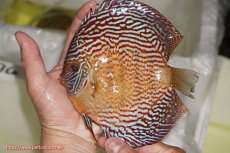 画像6: 【サマーセール10%OFFクーポン番号（10）対象商品 】【ディスカス】【通販】【産卵経験あり】アルタムスターライトレッドターコイズ（ハイフォーム）【個体ペア販売】16-17cm（生体）マレーシア　NAディスカスファーム (6)
