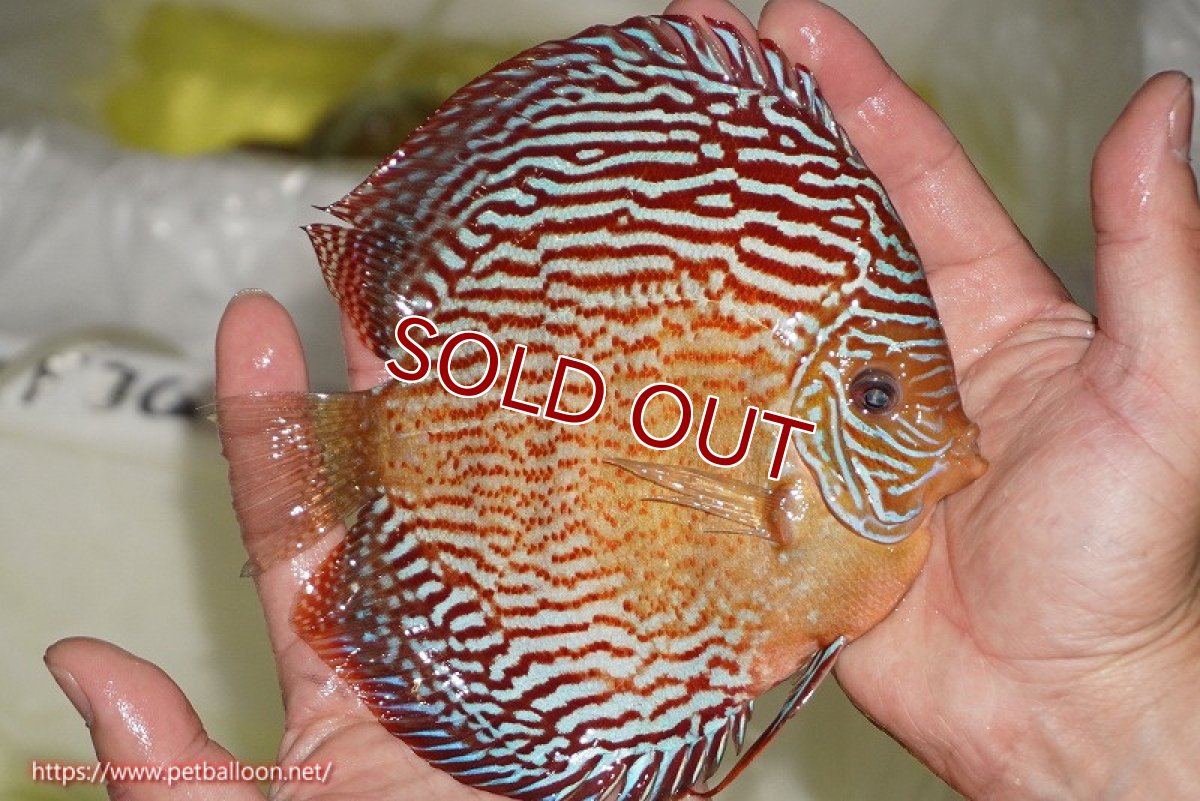 画像7: 【ディスカス】【通販】【産卵孵化経験あり】アルタムスターライトレッドターコイズ（ハイフォーム）【個体ペア販売】16-17cm（生体）マレーシア　NAディスカスファーム (7)