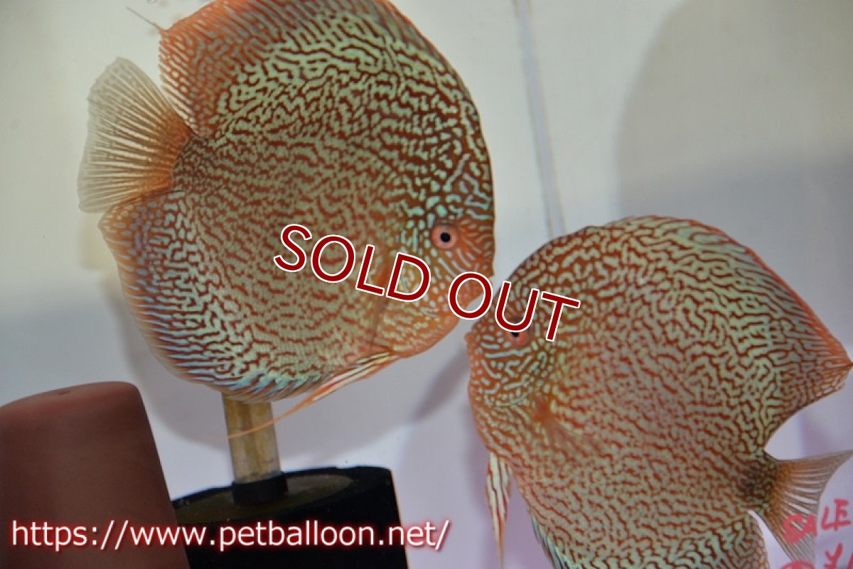 画像1: 【決算セール クーポンご利用で更に10％OFF対象商品】【ディスカス】【通販】ロイヤルレッドパールサクラ（ハイフォーム）【個体ペア販売】16-17cm（生体）マレーシア　NAディスカスファーム (1)