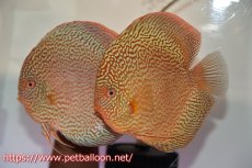 画像1: 【サマーセール10%OFFクーポン番号（10）対象商品 】【ディスカス】【通販】ロイヤルレッドパールサクラ（ハイフォーム）【個体ペア販売】16-17cm（生体）マレーシア　NAディスカスファーム (1)