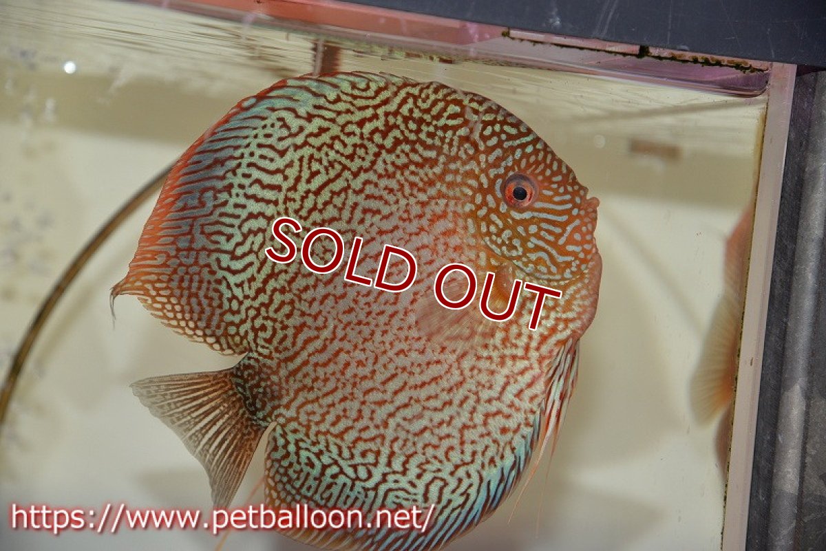 画像2: 【決算セール クーポンご利用で更に10％OFF対象商品】【ディスカス】【通販】ロイヤルレッドパールサクラ（ハイフォーム）【個体ペア販売】16-17cm（生体）マレーシア　NAディスカスファーム (2)