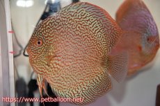 画像2: 【サマーセール10%OFFクーポン番号（10）対象商品 】【ディスカス】【通販】ロイヤルレッドパールサクラ（ハイフォーム）【個体ペア販売】16-17cm（生体）マレーシア　NAディスカスファーム (2)
