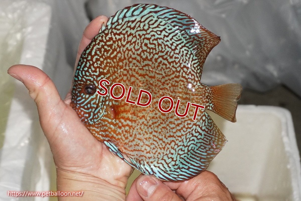 画像3: 【決算セール クーポンご利用で更に10％OFF対象商品】【ディスカス】【通販】ロイヤルレッドパールサクラ（ハイフォーム）【個体ペア販売】16-17cm（生体）マレーシア　NAディスカスファーム (3)