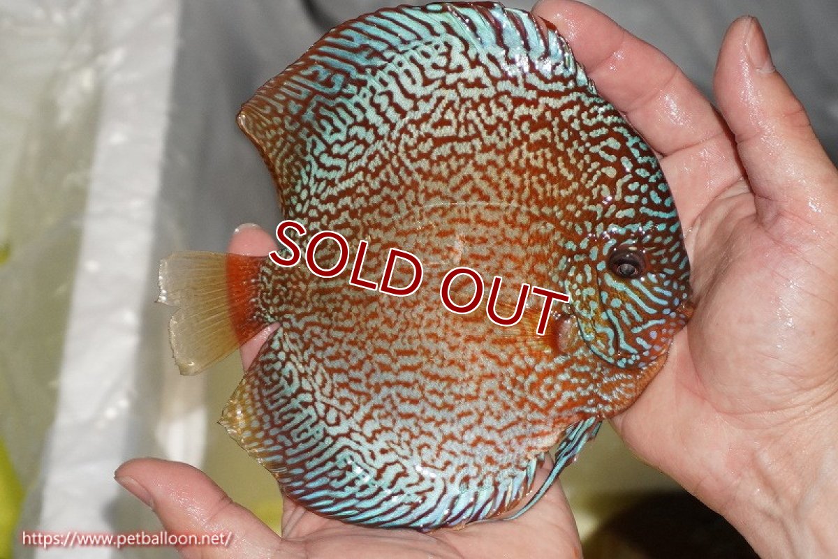 画像4: 【決算セール クーポンご利用で更に10％OFF対象商品】【ディスカス】【通販】ロイヤルレッドパールサクラ（ハイフォーム）【個体ペア販売】16-17cm（生体）マレーシア　NAディスカスファーム (4)