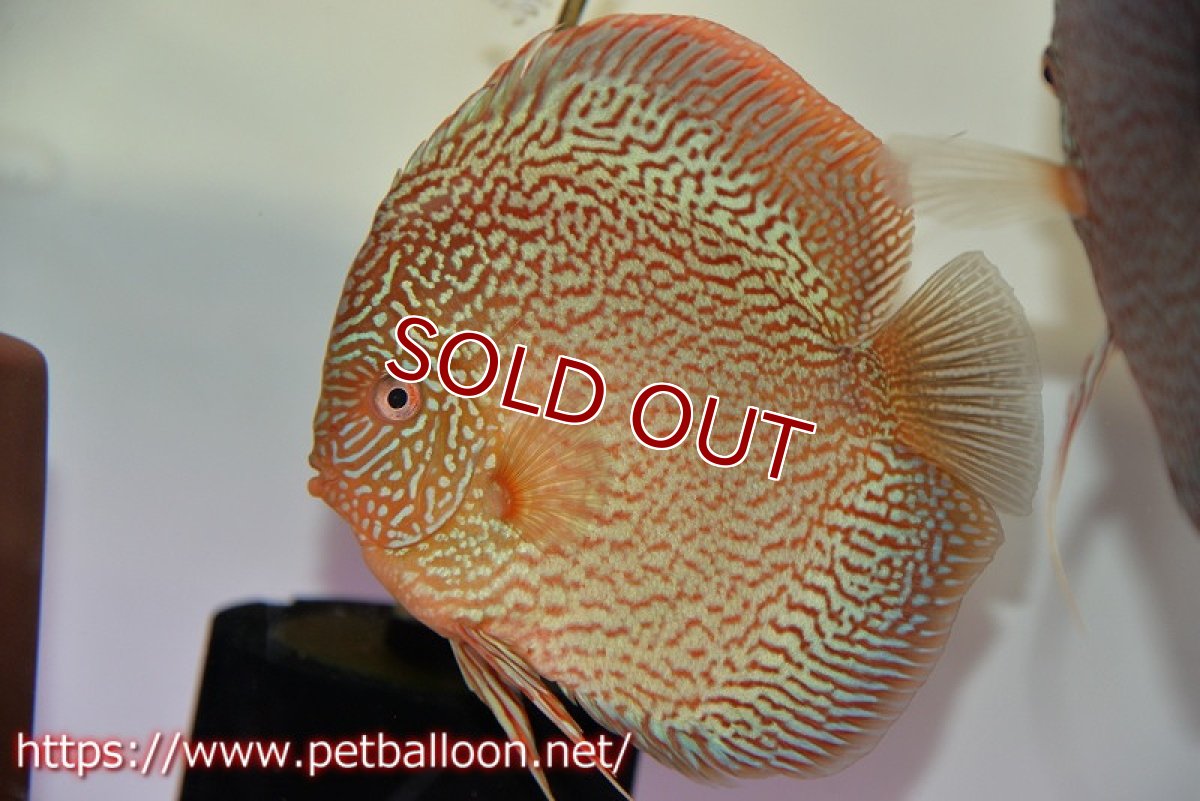 画像5: 【決算セール クーポンご利用で更に10％OFF対象商品】【ディスカス】【通販】ロイヤルレッドパールサクラ（ハイフォーム）【個体ペア販売】16-17cm（生体）マレーシア　NAディスカスファーム (5)