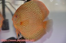 画像5: 【サマーセール10%OFFクーポン番号（10）対象商品 】【ディスカス】【通販】ロイヤルレッドパールサクラ（ハイフォーム）【個体ペア販売】16-17cm（生体）マレーシア　NAディスカスファーム (5)