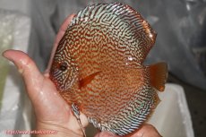 画像6: 【サマーセール10%OFFクーポン番号（10）対象商品 】【ディスカス】【通販】ロイヤルレッドパールサクラ（ハイフォーム）【個体ペア販売】16-17cm（生体）マレーシア　NAディスカスファーム (6)