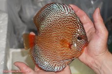 画像7: 【サマーセール10%OFFクーポン番号（10）対象商品 】【ディスカス】【通販】ロイヤルレッドパールサクラ（ハイフォーム）【個体ペア販売】16-17cm（生体）マレーシア　NAディスカスファーム (7)