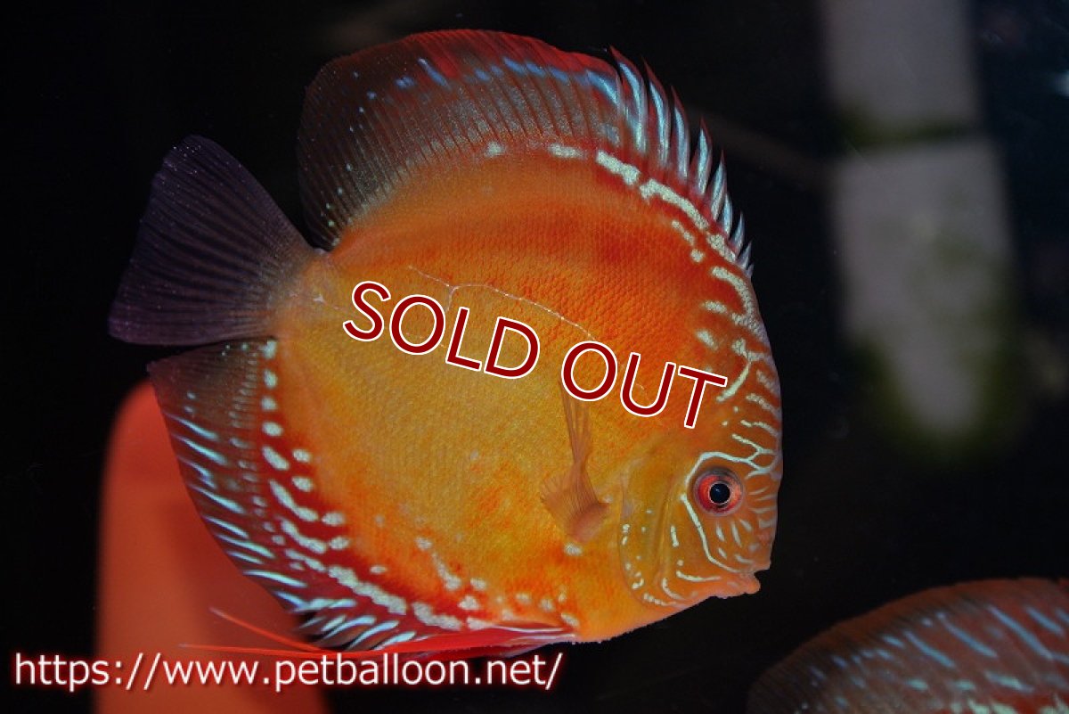 画像2: 【ペア祭り クーポン10%割引き（10）対象商品】【ディスカス】【通販】【超激レア 現地セレクト個体】(【激赤必至】朱月 （種親候補レベル）【個体ペア販売】13-15cm（生体）B-HOUSE 倉津氏作出 (2)