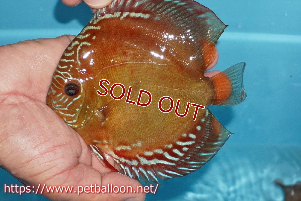 画像3: 【ペア祭り クーポン10%割引き（10）対象商品】【ディスカス】【通販】【超激レア 現地セレクト個体】(【激赤必至】朱月 （種親候補レベル）【個体ペア販売】13-15cm（生体）B-HOUSE 倉津氏作出 (3)