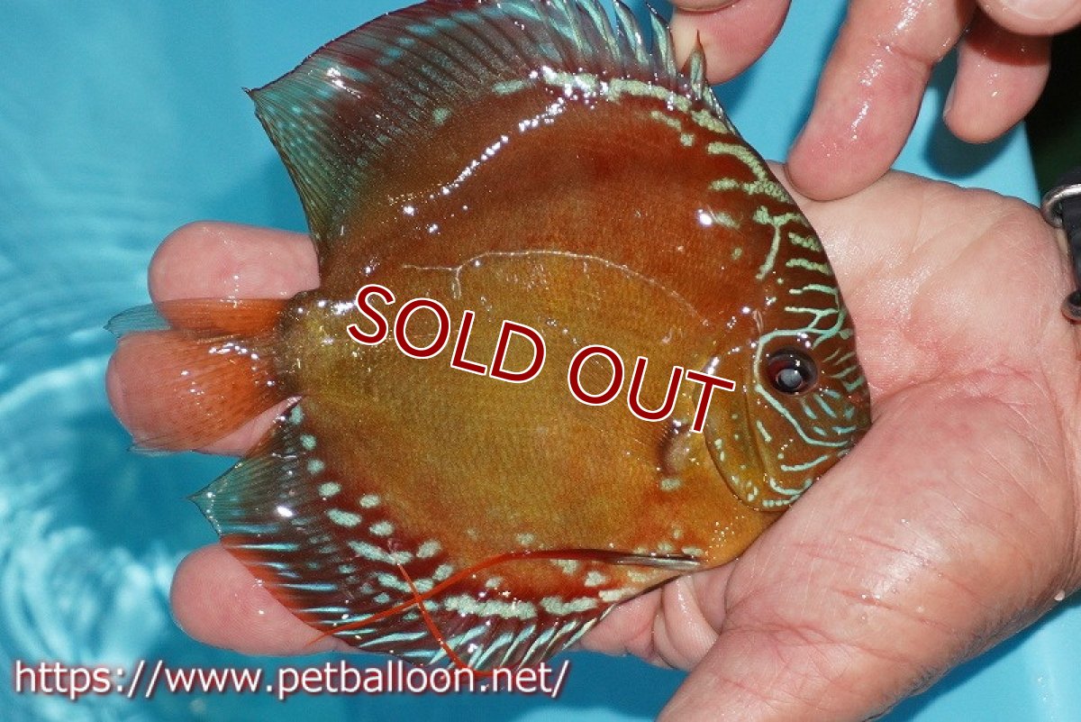 画像4: 【ペア祭り クーポン10%割引き（10）対象商品】【ディスカス】【通販】【超激レア 現地セレクト個体】(【激赤必至】朱月 （種親候補レベル）【個体ペア販売】13-15cm（生体）B-HOUSE 倉津氏作出 (4)